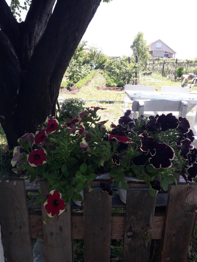 Anza Camping Shkodër Exteriér fotografie